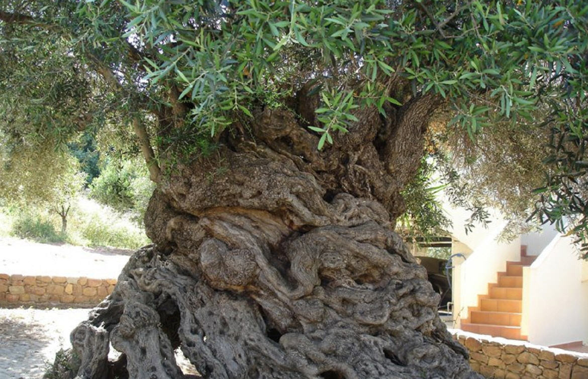 Ulivi millenari in Grecia. La forza della natura è anche questo