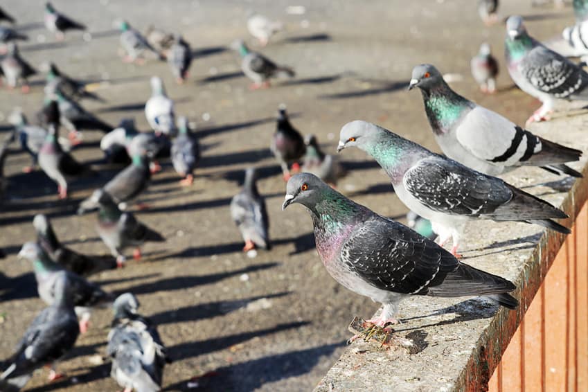 Piazza Armerina – Il problema del guano delle colombe rischia di diventare emergenza sanitaria. La testimonianza di una nostra lettrice.