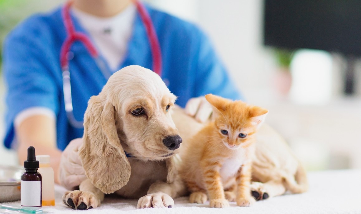 ASP Enna. Le attività della Clinica Veterinaria Pubblica