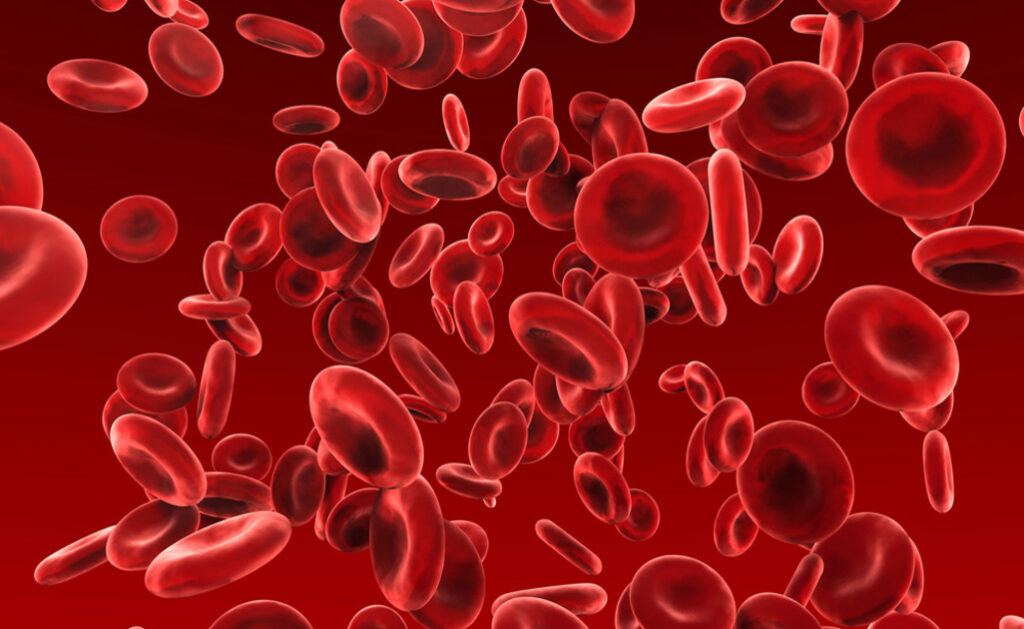 Red blood cells 3D render.