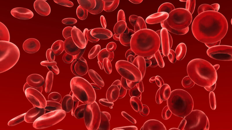 Red blood cells 3D render.