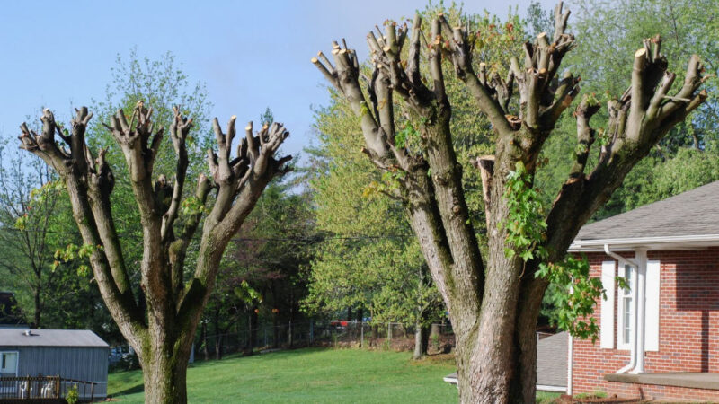 Piazza Armerina, approvata dal Comune la potatura straordinaria di altri 100 alberi: utilizzati fondi residui per garantire interventi urgenti prima della primavera