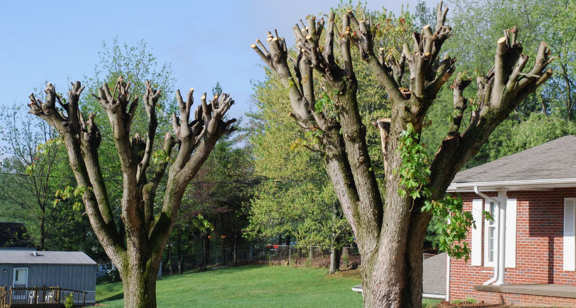 Piazza Armerina, approvata dal Comune la potatura straordinaria di altri 100 alberi: utilizzati fondi residui per garantire interventi urgenti prima della primavera